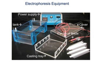 Casting tray
Gel combs
Power supply
Gel tank Cover
Electrical leads

Electrophoresis Equipment
 