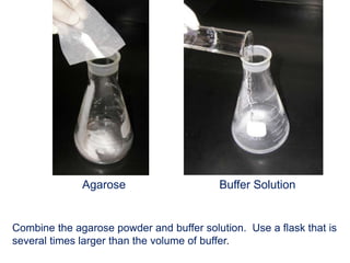 Agarose Buffer Solution
Combine the agarose powder and buffer solution. Use a flask that is
several times larger than the volume of buffer.
 