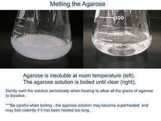 Agarose is insoluble at room temperature (left).
The agarose solution is boiled until clear (right).
Gently swirl the solution periodically when heating to allow all the grains of agarose
to dissolve.
***Be careful when boiling - the agarose solution may become superheated and
may boil violently if it has been heated too long.
Melting the Agarose
 