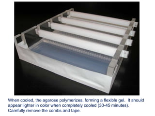 When cooled, the agarose polymerizes, forming a flexible gel. It should
appear lighter in color when completely cooled (30-45 minutes).
Carefully remove the combs and tape.
 