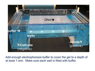 buffer 
Add enough electrophoresis buffer to cover the gel to a depth of
at least 1 mm. Make sure each well is filled with buffer.
Cathode
(negative)
Anode
(positive)

wells
  
DNA
 