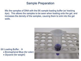 6X Loading Buffer: 
 Bromophenol Blue (for color)
 Glycerol (for weight)
Sample Preparation
Mix the samples of DNA with the 6X sample loading buffer (w/ tracking
dye). This allows the samples to be seen when loading onto the gel, and
increases the density of the samples, causing them to sink into the gel
wells.
 
