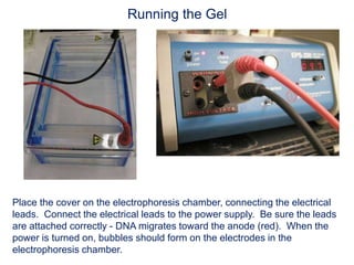 Place the cover on the electrophoresis chamber, connecting the electrical
leads. Connect the electrical leads to the power supply. Be sure the leads
are attached correctly - DNA migrates toward the anode (red). When the
power is turned on, bubbles should form on the electrodes in the
electrophoresis chamber.
Running the Gel
 