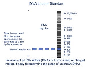  100
 200
 300
 1,650
 1,000
 500
 850
 650
 400
 12,000 bp
 5,000
 2,000
DNA Ladder Standard
Inclusion of a DNA ladder (DNAs of know sizes) on the gel
makes it easy to determine the sizes of unknown DNAs.
-
+
DNA
migration
bromophenol blue
Note: bromophenol
blue migrates at
approximately the
same rate as a 300
bp DNA molecule
 
