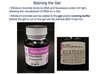 Staining the Gel
• Ethidium bromide binds to DNA and fluoresces under UV light,
allowing the visualization of DNA on a Gel.
• Ethidium bromide can be added to the gel and/or running buffer
before the gel is run or the gel can be stained after it has run.
 