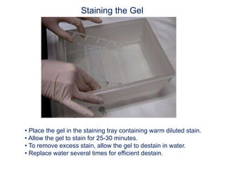 Staining the Gel
• Place the gel in the staining tray containing warm diluted stain.
• Allow the gel to stain for 25-30 minutes.
• To remove excess stain, allow the gel to destain in water.
• Replace water several times for efficient destain.
 