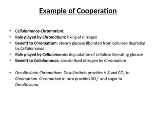 Example of Cooperation
• Cellulomonas-Chromatium:
• Role played by Chromatium: fixing of nitrogen
• Benefit to Chromatium: absorb glucose liberated from cellulose degraded
by Cellulomonas
• Role played by Cellulomonas: degradation of cellulose liberating glucose
• Benefit to Cellulomonas: absorb fixed nitrogen by Chromatium
• Desulfovibrio-Chromatium: Desulfovibrio provides H2S and CO2 to
Chromatium. Chromatium in turn provides SO4
2-
and sugar to
Desulfovibrio.
 