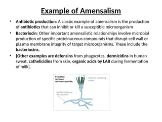 Example of Amensalism
• Antibiotic production: A classic example of amensalism is the production
of antibiotics that can inhibit or kill a susceptible microorganism
• Bacteriocin: Other important amensalistic relationships involve microbial
production of specific proteinaceous compounds that disrupt cell wall or
plasma membrane integrity of target microorganisms. These include the
bacteriocins,
• [Other examples are defensins from phagocytes, dermicidins in human
sweat, cathelicidins from skin, organic acids by LAB during fermentation
of milk].
 