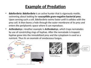 Example of Predation
• Bdellovibrio: Bdellovibrio is an active hunter that is vigorously motile,
swimming about looking for susceptible gram-negative bacterial prey.
Upon sensing such a cell, Bdellovibrio swims faster until it collides with the
prey cell. It then bores a hole through the outer membrane of its prey and
enters the periplasmic space where it can reproduce.
• Arthrobotrys : Another example is Arthrobotrys, which traps nematodes
by use of constricting rings of hyphae. After the nematode is trapped,
hyphae grow into the immobilized prey and the cytoplasm is used as a
nutrient. Thus its an example of predaceous fungus.
 