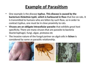 Example of Parasitism
• One example is the disease typhus. This disease is caused by the
bacterium Rickettsia typhi, which is harboured in fleas that live on rats. It
is transmitted to humans who are bitten by such fleas, so in order to
contract typhus, one must be in close proximity to rats.
• Viruses are an obligate intracellular parasite that exhibits great host
specificity. There are many viruses that are parasite to bacteria
(bacteriophage), fungi, algae, protozoa etc
• The invasive nature of the fungal partner on algal cells in lichen is
considered by some as parasitic relationship.
 