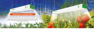 Grow Elite
28 29
As a greenhouse farmer, you are aware that light intensity can dictate yield.
You also know that Mother Nature can be a very unreliable business partner.
At Grow Elite, we design and build our commercial LED grow lights to address your issues.
Are you growing a wide variety of hydroponic vegetables? Do you have high DLI medical
plants in living soil? Regardless of your growing method, Grow Elite has the answer for your
greenhouse grow lighting needs.
LED grow lights for greenhouse farmers
 