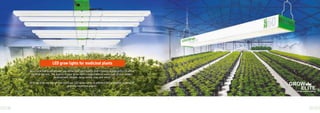 Grow Elite
38 39
As a medicinal plant grower, you know that light quality and intensity signiﬁcantly inﬂuence
the ﬁnal harvest. The quality of your grow light’s output affects every part of your plant’s
development; Weight, taste, smell, size, and more!
At Grow Elite, we design and build our LED grow lights to address this and other aspects of
growing medicinal plants.
LED grow lights for medicinal plants
 