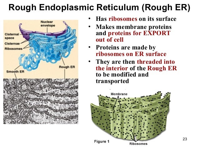endoplasmic reticulum structure under fontanacountryinn com endoplasmic reticulum structure