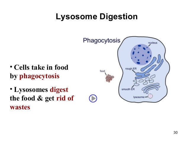 Information about Cell and it's structure and protein