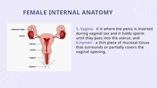 Sexual Reproduction Organs The human reproductive system is a biological system responsible for ...