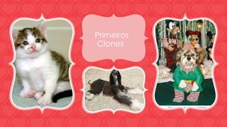 Primeiros 
Clones 
 