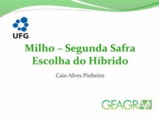 Caio Alves Pinheiro
Milho – Segunda Safra
Escolha do Híbrido
 