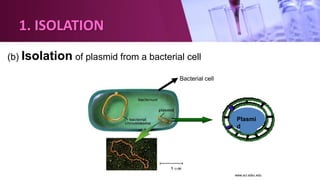 Bacterial cell
Plasmi
d
(b) Isolation of plasmid from a bacterial cell
www.sci.sdsu.edu
1. ISOLATION
 