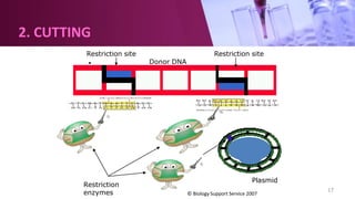 17
Restriction site Restriction site
Donor DNA
© Biology Support Service 2007
2. CUTTING
Plasmid
Restriction
enzymes
 