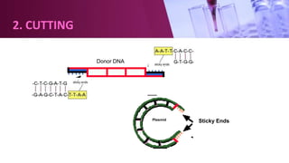 2. CUTTING
Sticky EndsPlasmid
Donor DNA
 