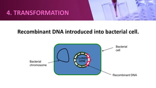4. TRANSFORMATION
Recombinant DNA introduced into bacterial cell.
Bacterial
chromosome
Bacterial
cell
Recombinant DNA
 