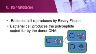 5. EXPRESSION
• Bacterial cell reproduces by Binary Fisson
• Bacterial cell produces the polypeptide
coded for by the donor DNA
 