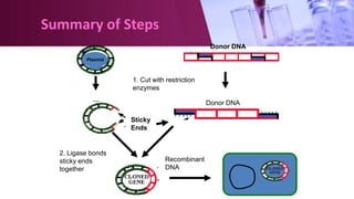 Summary of Steps
1. Cut with restriction
enzymes
Donor DNA
Plasmid
Donor DNA
Sticky
Ends
2. Ligase bonds
sticky ends
together
Recombinant
DNA
 