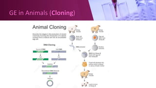 GE in Animals (Cloning)
 