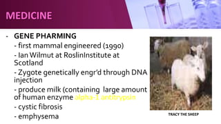 - GENE PHARMING
- first mammal engineered (1990)
- Ian Wilmut at RoslinInstitute at
Scotland
- Zygote genetically engr’d through DNA
injection
- produce milk (containing large amount
of human enzyme alpha-1 antitrypsin
- cystic fibrosis
- emphysema TRACY THE SHEEP
MEDICINE
 