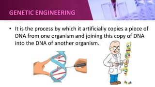 GENETIC ENGINEERING
• It is the process by which it artificially copies a piece of
DNA from one organism and joining this copy of DNA
into the DNA of another organism.
 