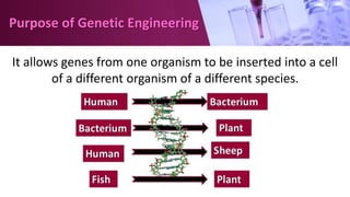 Purpose of Genetic Engineering
It allows genes from one organism to be inserted into a cell
of a different organism of a different species.
 