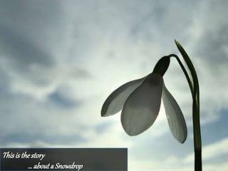 Thisis thestory
… abouta Snowdrop
 