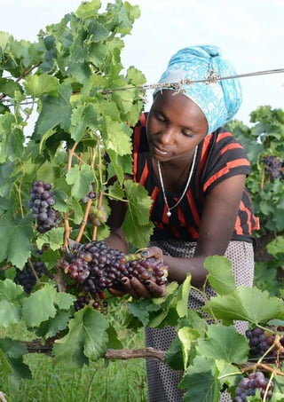 wine-in-ethiopia-pdf