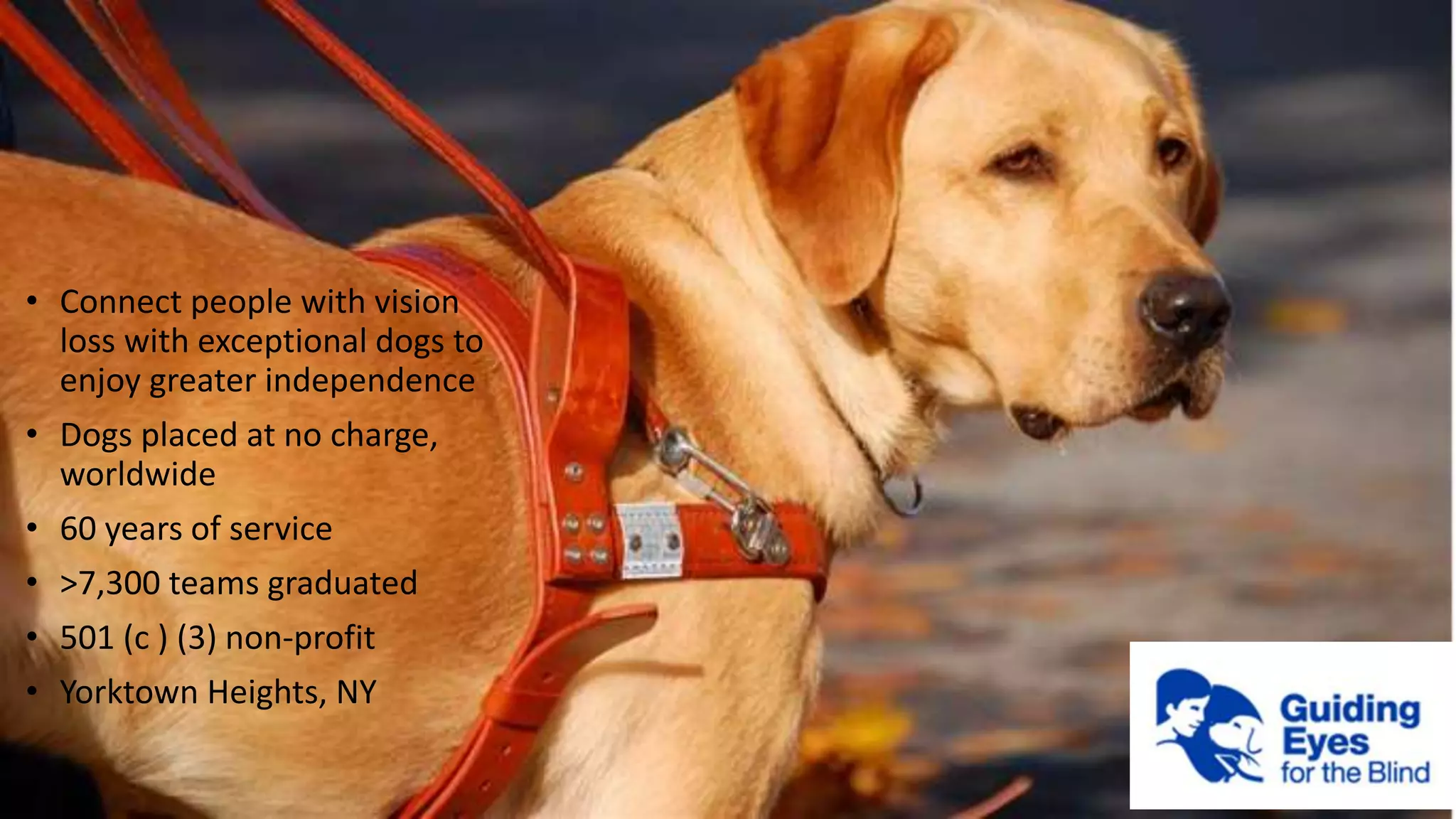 • Connect people with vision
loss with exceptional dogs to
enjoy greater independence
• Dogs placed at no charge,
worldwide
• 60 years of service
• >7,300 teams graduated
• 501 (c ) (3) non-profit
• Yorktown Heights, NY
 