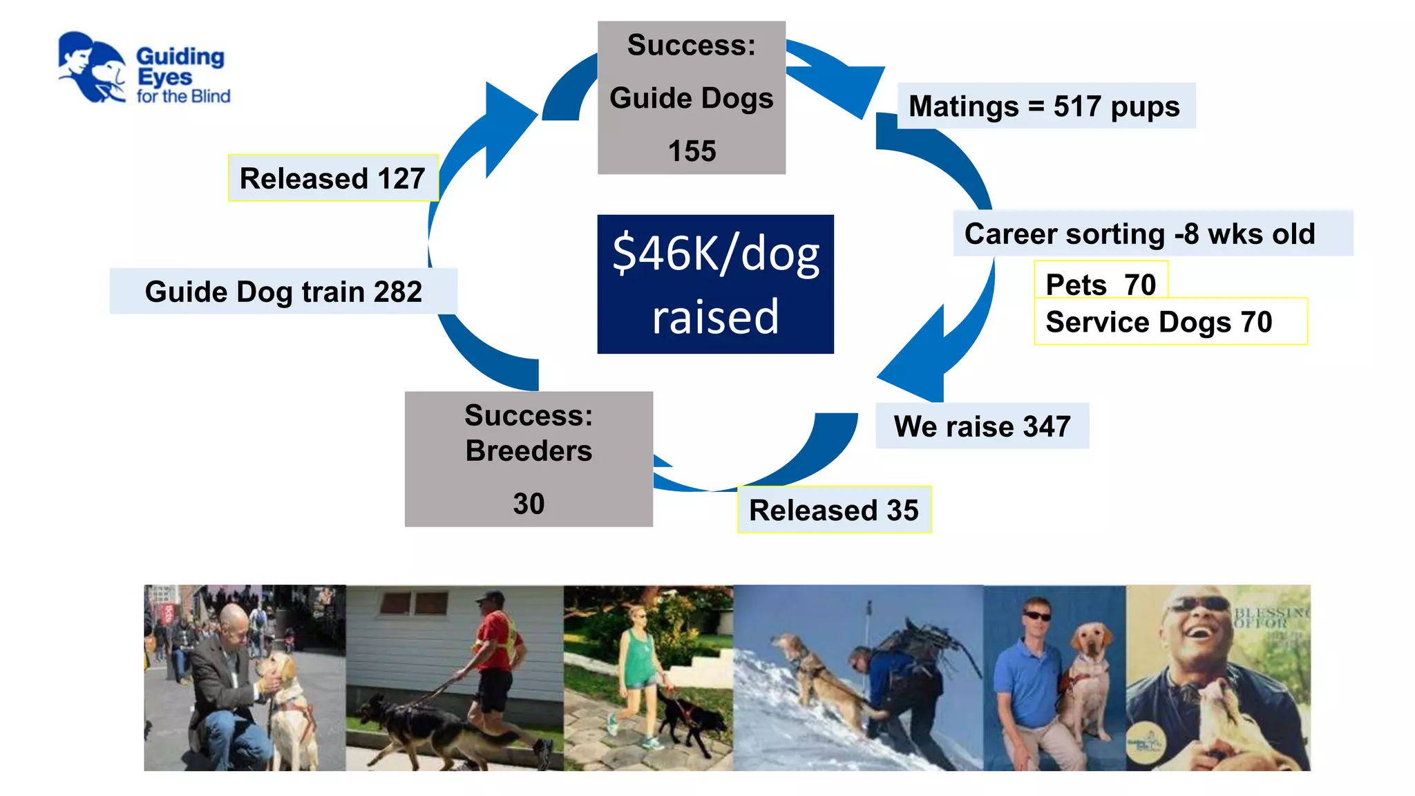 Volunteer
puppy raisers
Success:
Breeders
30
Matings = 517 pups
We raise 347
Success:
Guide Dogs
155
Released 35
Pets 70
Service Dogs 70
Career sorting -8 wks old
Guide Dog train 282
Released 127
$46K/dog
raised
 