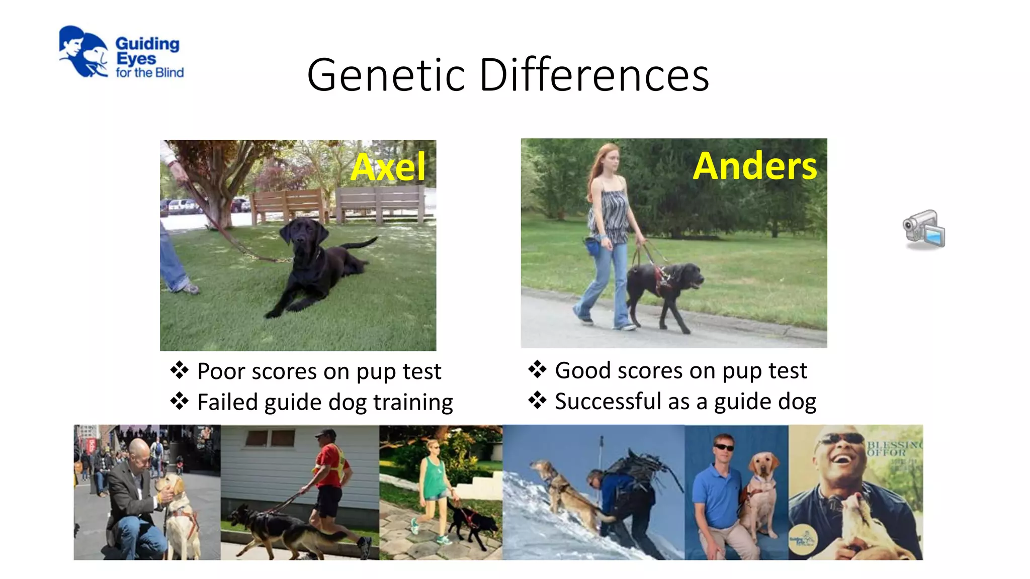 Genetic Differences
 Poor scores on pup test
 Failed guide dog training
 Good scores on pup test
 Successful as a guide dog
Axel Anders
 