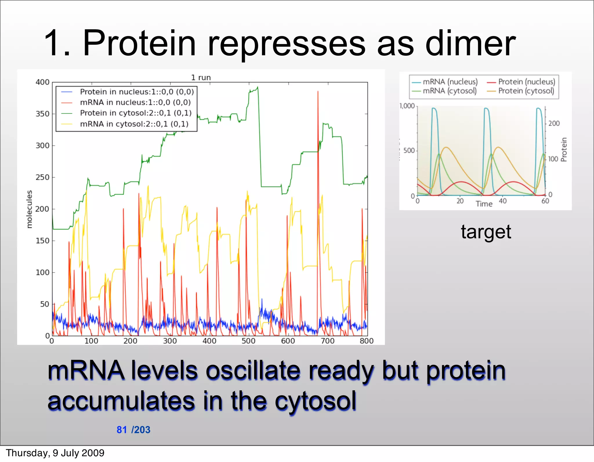 1. Protein represses as dimer




                                           target




        mRNA levels oscillate ready but protein
        accumulates in the cytosol
                        81 /203

Thursday, 9 July 2009
 