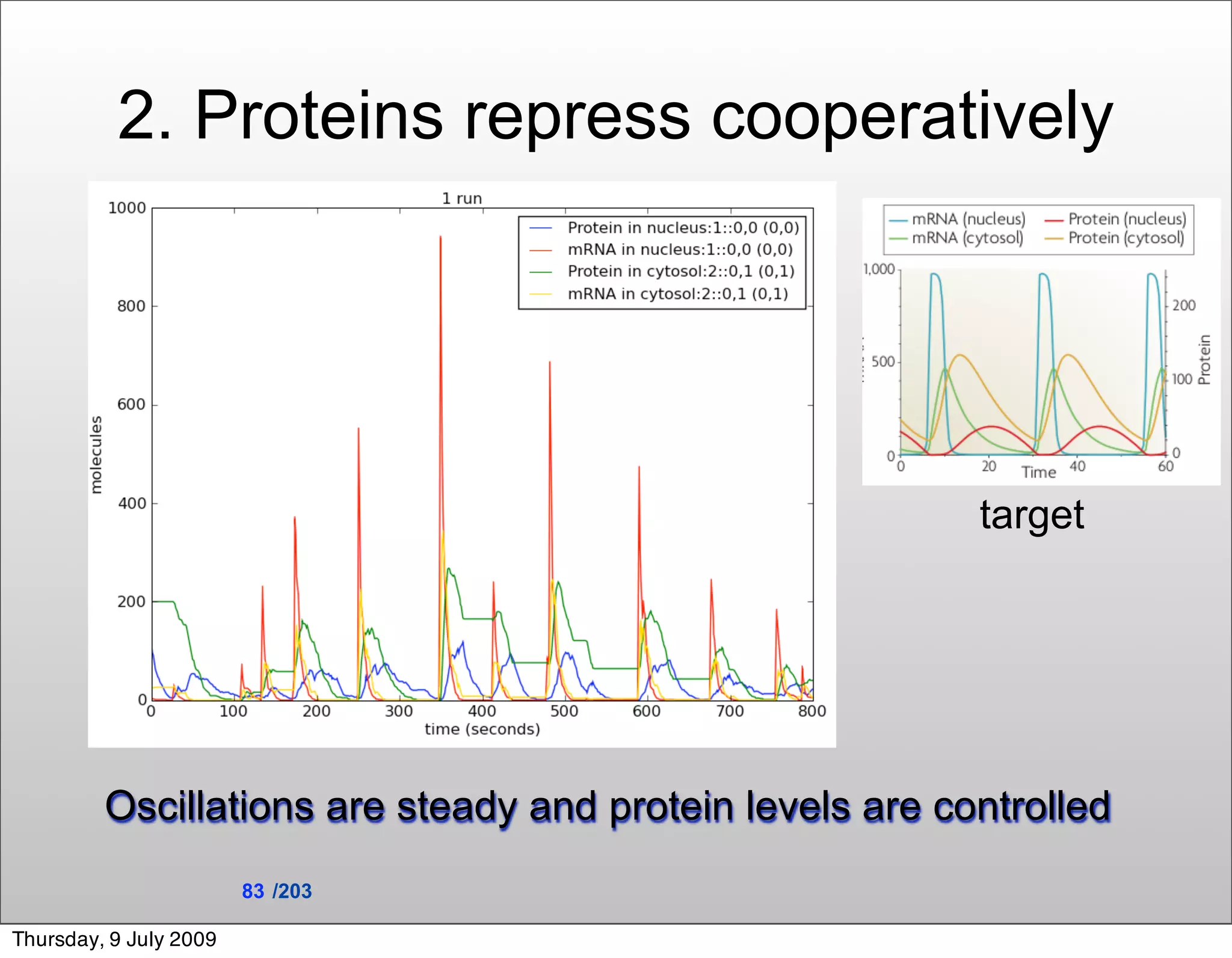 2. Proteins repress cooperatively




                                                          target




         Oscillations are steady and protein levels are controlled
                        83 /203

Thursday, 9 July 2009
 