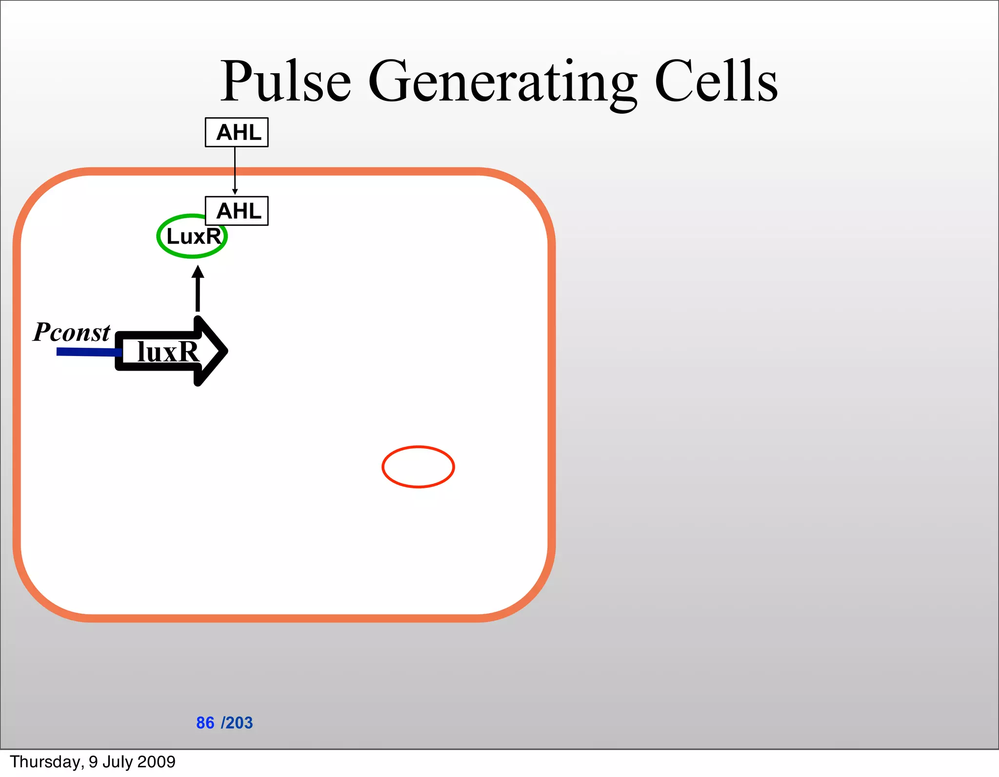 Pulse Generating Cells
                          AHL


                       AHL
                   LuxR



  Pconst
                luxR




                        86 /203

Thursday, 9 July 2009
 