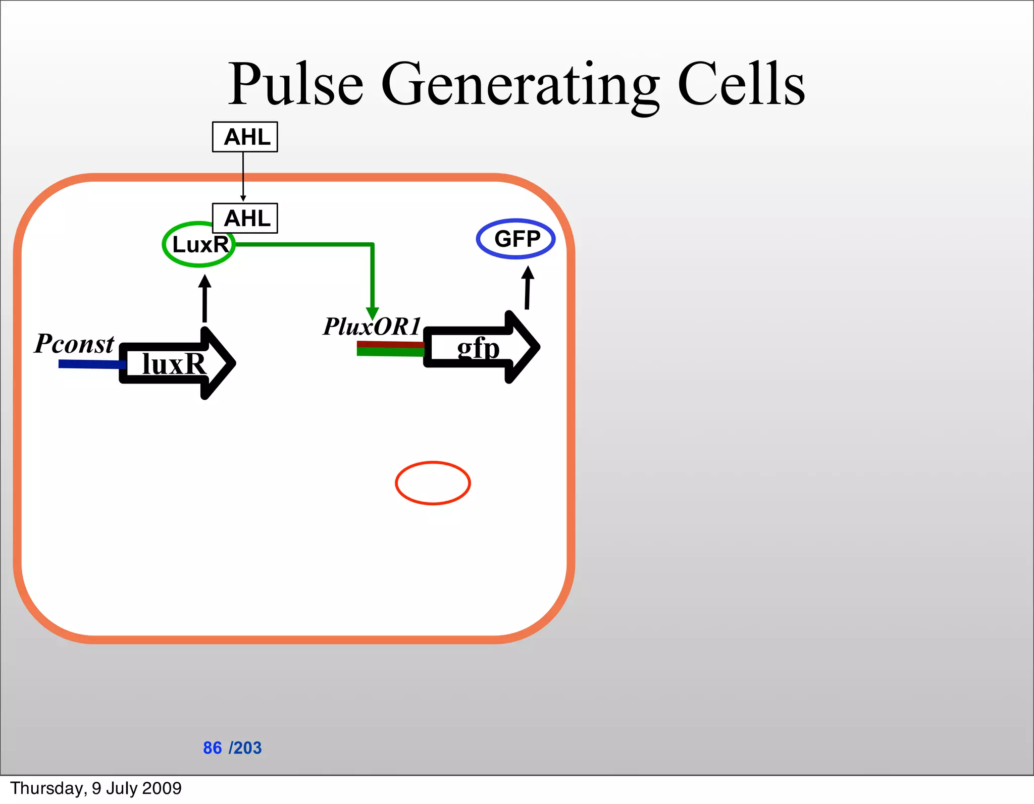 Pulse Generating Cells
                          AHL


                       AHL
                   LuxR                       GFP


                                  PluxOR1
  Pconst                                    gfp
                luxR




                        86 /203

Thursday, 9 July 2009
 