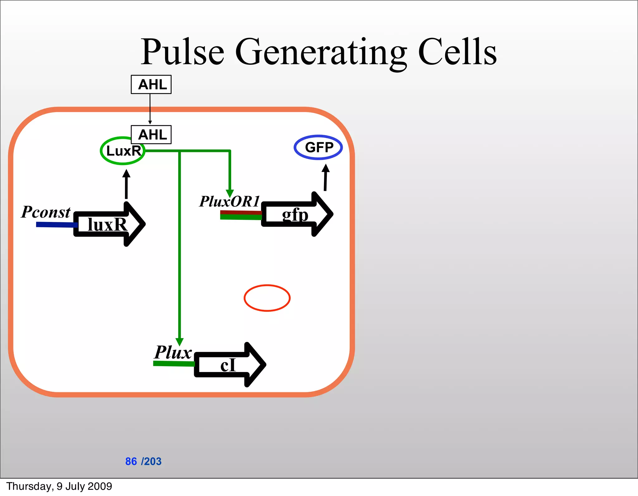 Pulse Generating Cells
                          AHL


                       AHL
                   LuxR                         GFP


                                    PluxOR1
  Pconst                                      gfp
                luxR




                             Plux
                                      cI



                        86 /203

Thursday, 9 July 2009
 