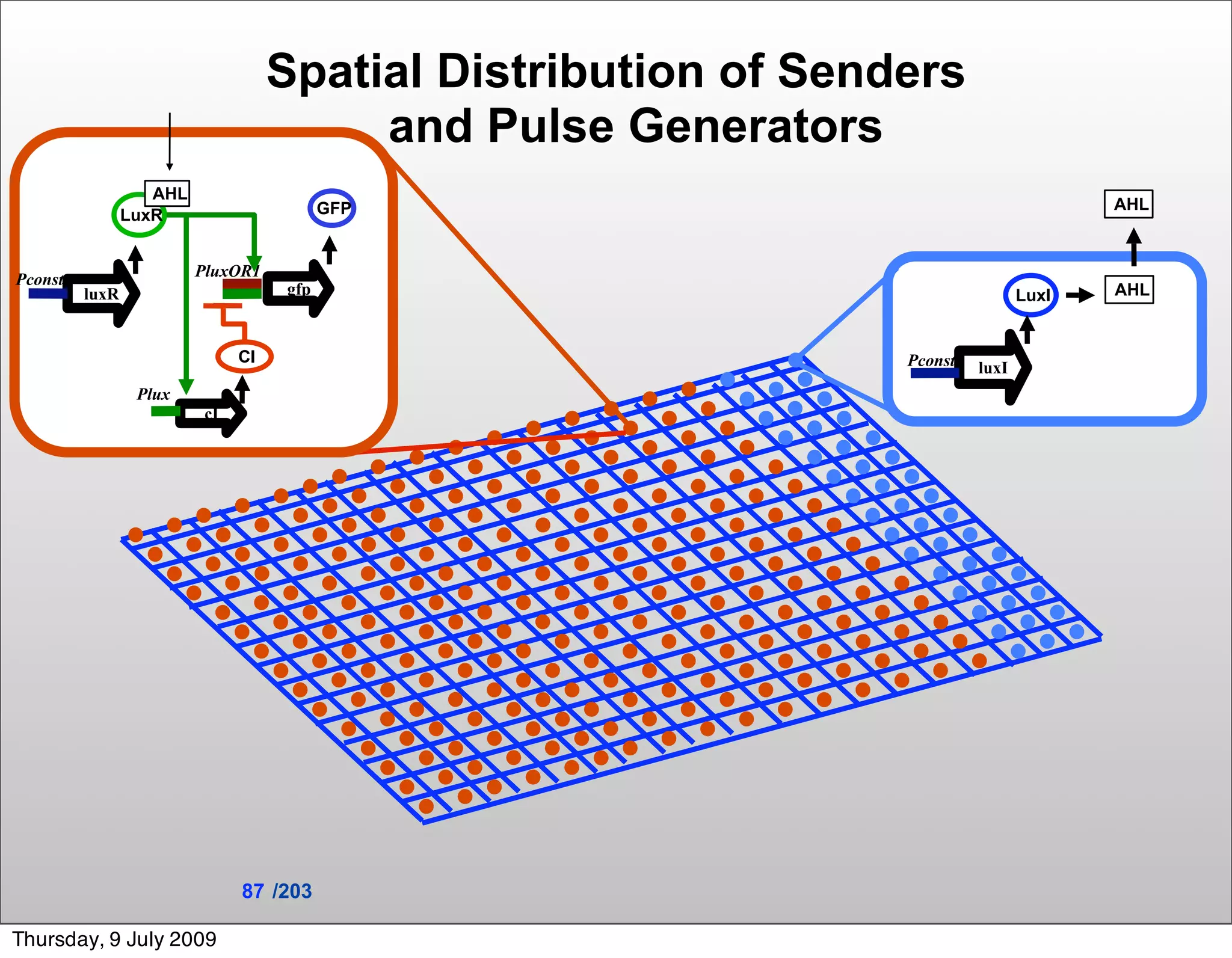 Spatial Distribution of Senders
                                         and Pulse Generators
                   AHL
                                          GFP                                          AHL
                LuxR


Pconst                   PluxOR1
         luxR                       gfp                                         LuxI   AHL


                               CI                               Pconst   luxI
                 Plux
                          cI




                               87 /203

Thursday, 9 July 2009
 