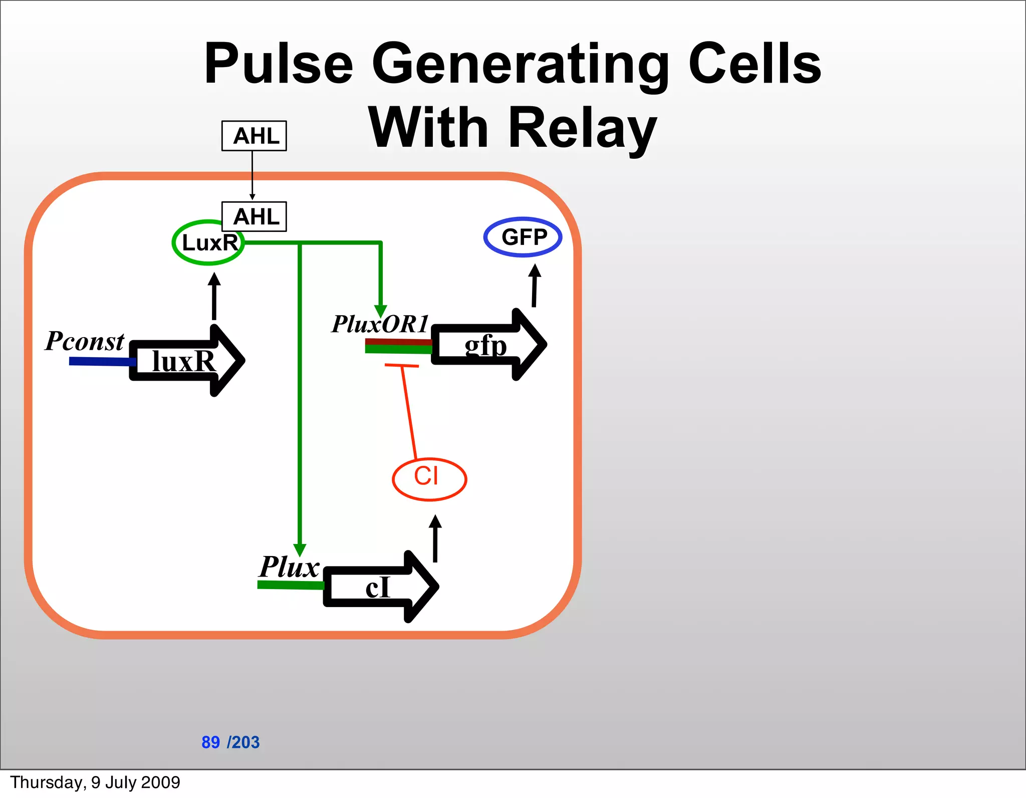 Pulse Generating Cells
                            AHLWith Relay
                            AHL
                        LuxR                        GFP


                                      PluxOR1
    Pconst                                        gfp
                 luxR


                                             CI


                               Plux
                                        cI



                         89 /203

Thursday, 9 July 2009
 