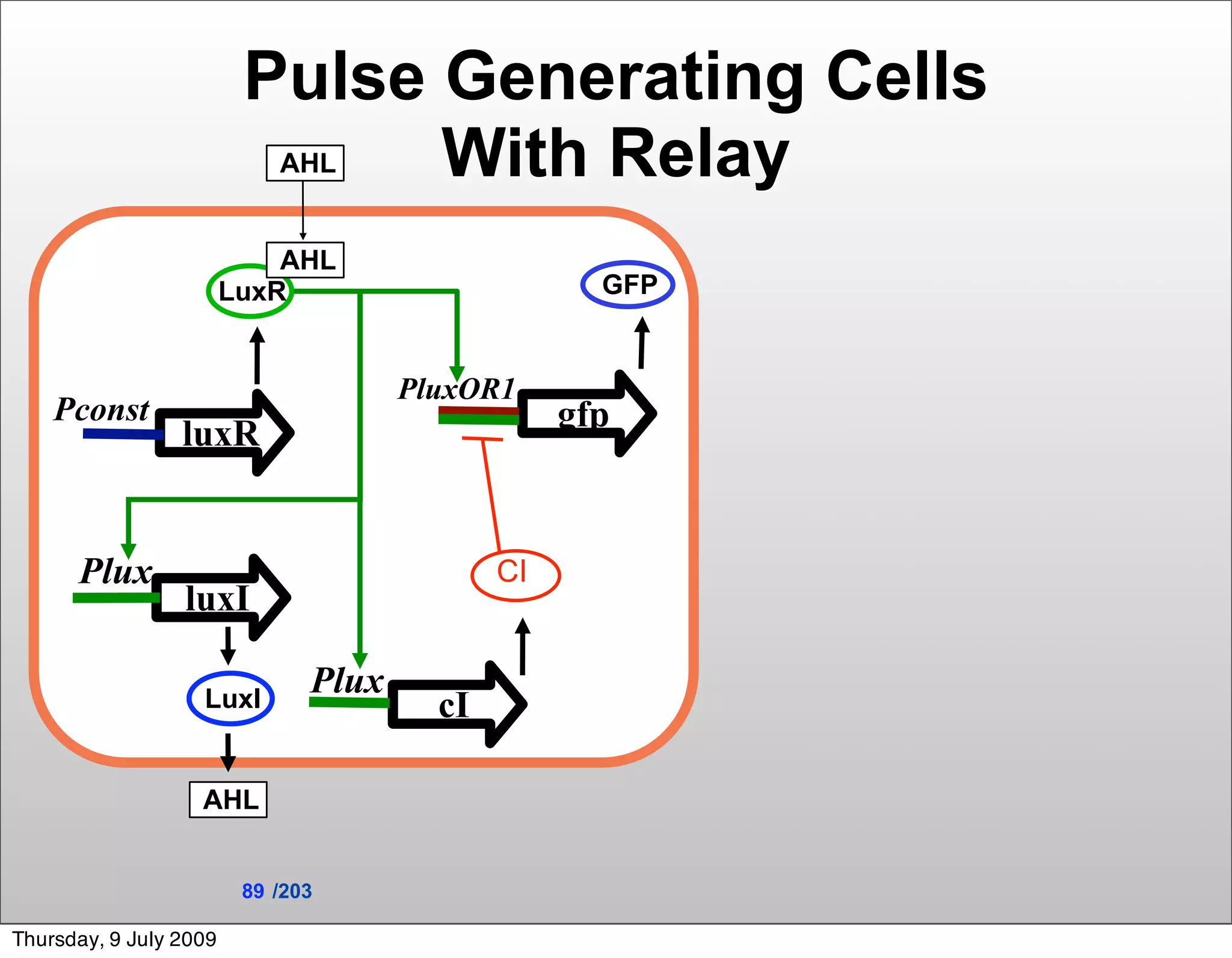 Pulse Generating Cells
                            AHLWith Relay
                            AHL
                        LuxR                        GFP


                                      PluxOR1
    Pconst                                        gfp
                 luxR


      Plux                                   CI
                 luxI

                   LuxI
                               Plux
                                        cI

                   AHL


                         89 /203

Thursday, 9 July 2009
 