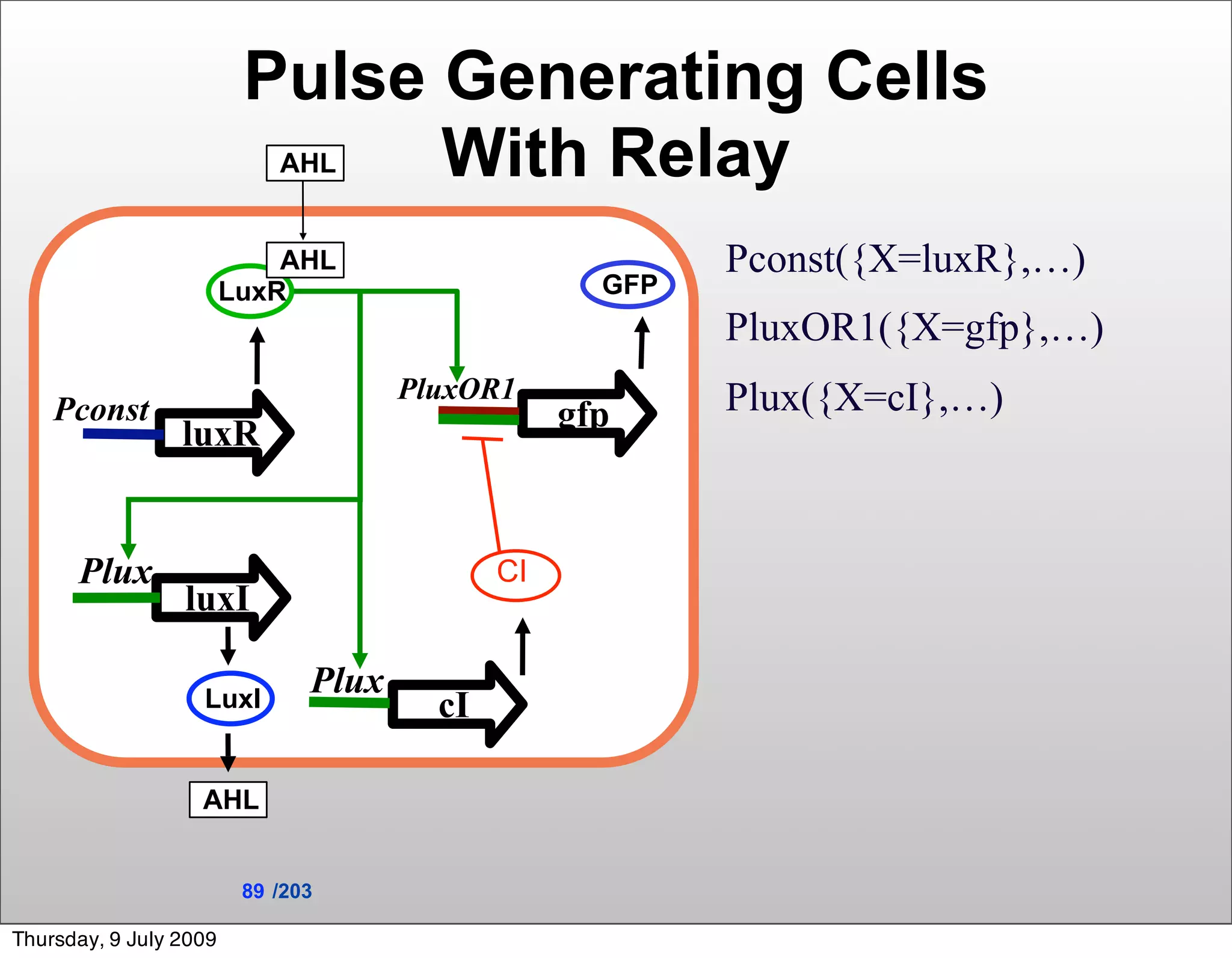 Pulse Generating Cells
                            AHLWith Relay
                            AHL                           Pconst({X=luxR},…)
                        LuxR                        GFP
                                                          PluxOR1({X=gfp},…)
                                      PluxOR1             Plux({X=cI},…)
    Pconst                                        gfp
                 luxR


      Plux                                   CI
                 luxI

                   LuxI
                               Plux
                                        cI

                   AHL


                         89 /203

Thursday, 9 July 2009
 