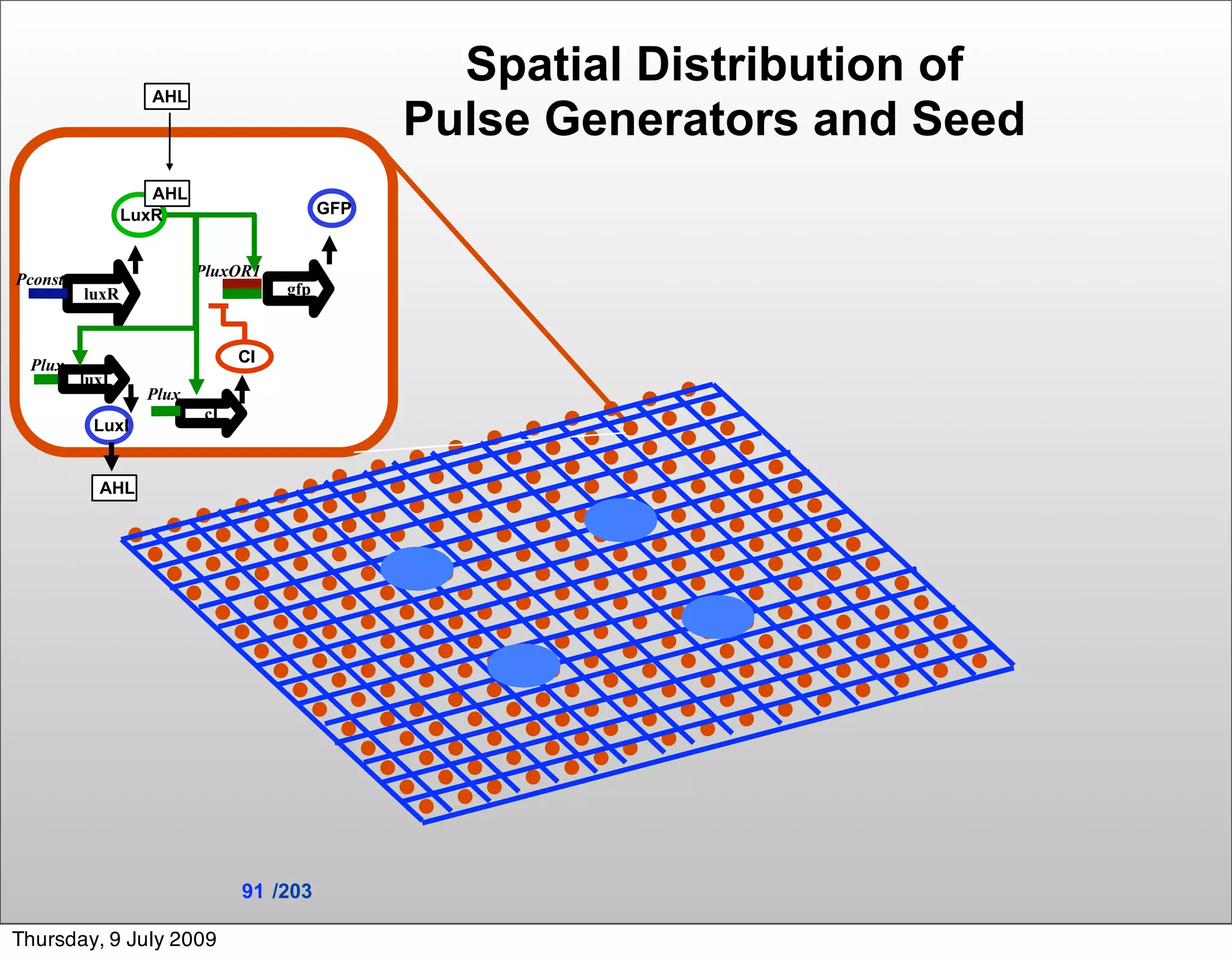 AHL
                                                  Spatial Distribution of
                                                Pulse Generators and Seed
                   AHL
                LuxR                      GFP



Pconst                   PluxOR1
         luxR                       gfp



 Plux                          CI
         luxI
                  Plux
                          cI
          LuxI


           AHL




                               91 /203

Thursday, 9 July 2009
 