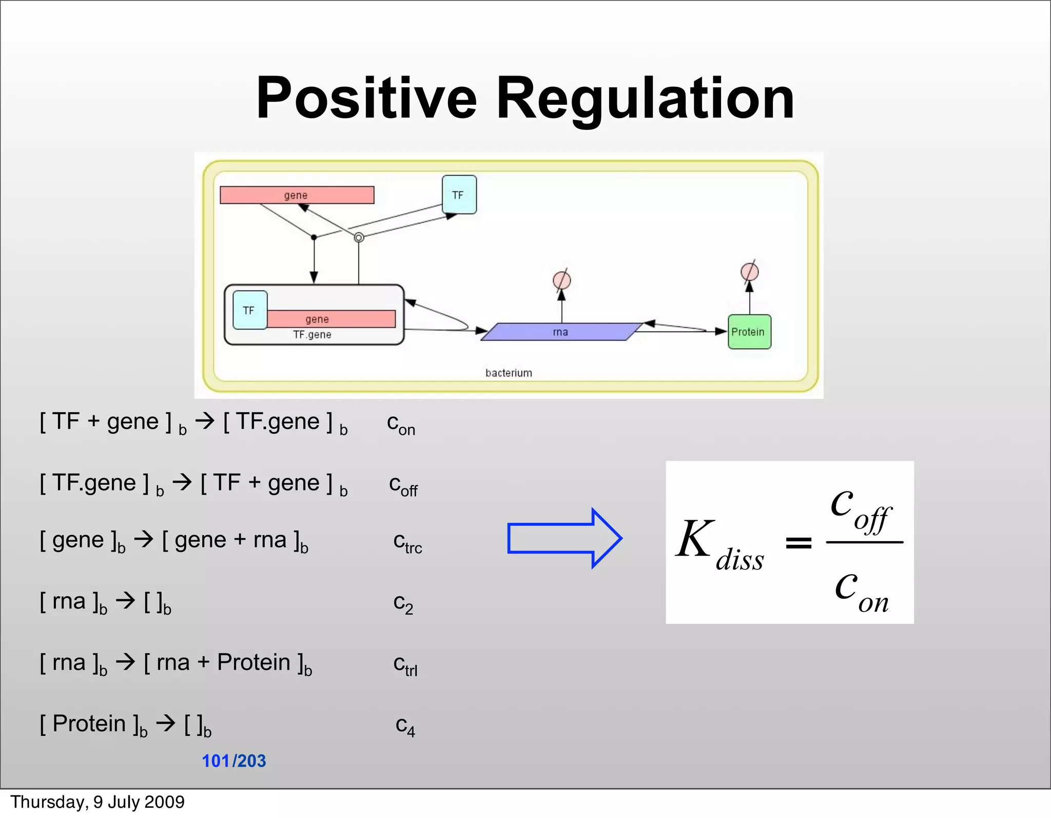 Positive Regulation




   [ TF + gene ] b  [ TF.gene ] b   con

   [ TF.gene ] b  [ TF + gene ] b   coff

   [ gene ]b  [ gene + rna ]b       ctrc

   [ rna ]b  [ ]b                   c2

   [ rna ]b  [ rna + Protein ]b     ctrl

   [ Protein ]b  [ ]b               c4
                        101 /203

Thursday, 9 July 2009
 