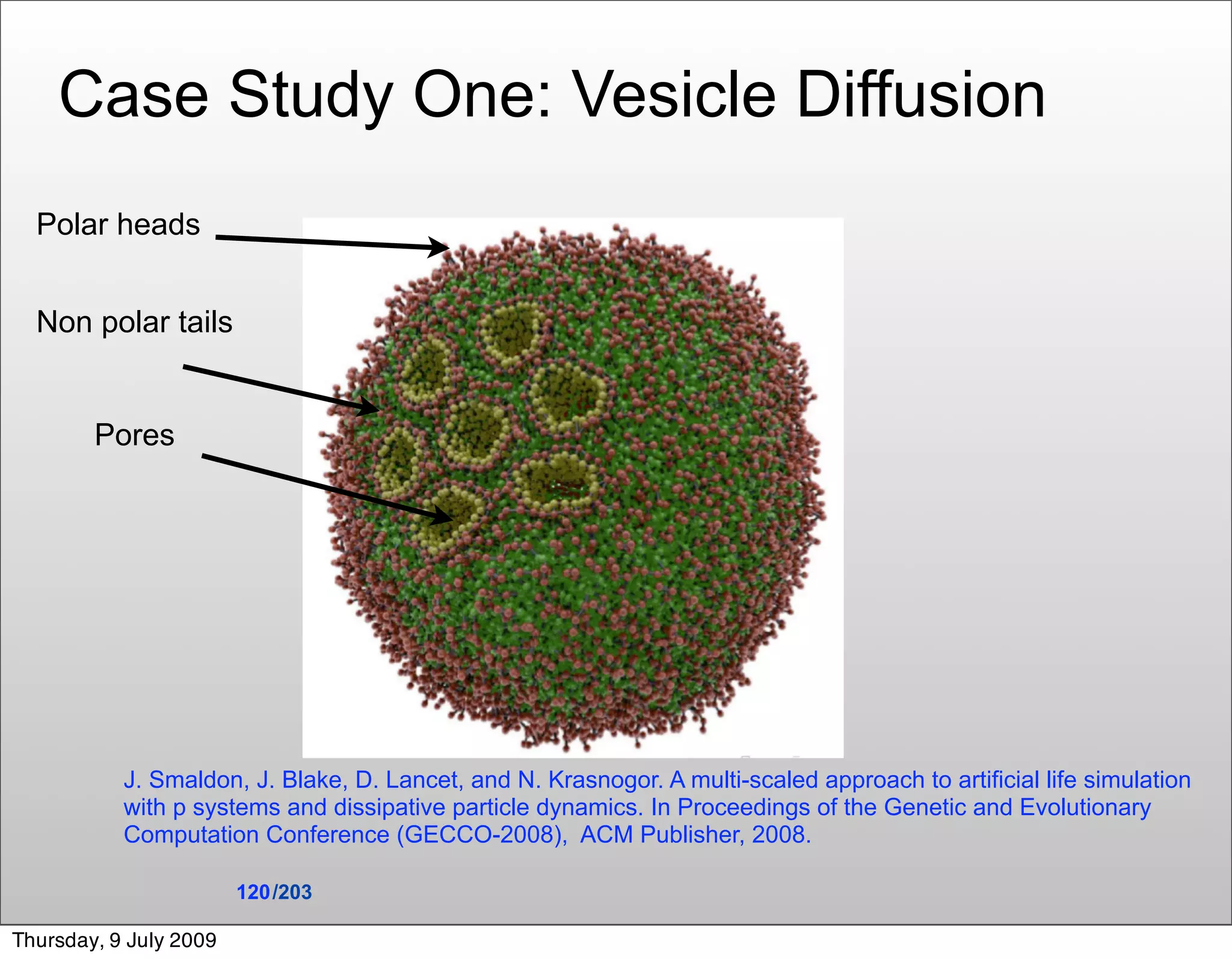 Case Study One: Vesicle Diffusion
  Polar heads


  Non polar tails


        Pores




           J. Smaldon, J. Blake, D. Lancet, and N. Krasnogor. A multi-scaled approach to artificial life simulation
           with p systems and dissipative particle dynamics. In Proceedings of the Genetic and Evolutionary
           Computation Conference (GECCO-2008), ACM Publisher, 2008.

                        120 /203

Thursday, 9 July 2009
 