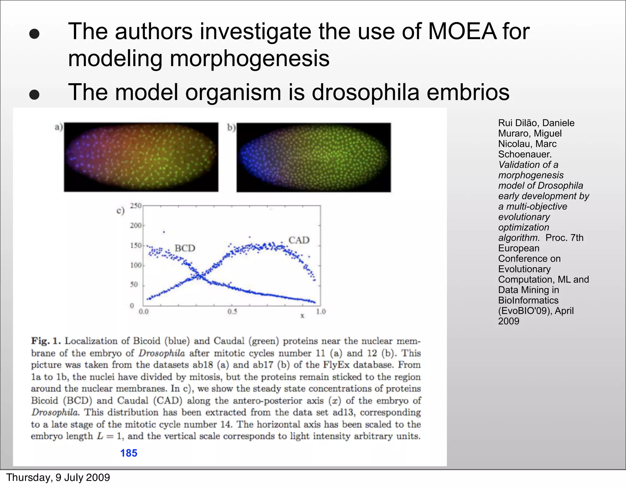 • The authors investigate the use of MOEA for
            modeling morphogenesis
    •       The model organism is drosophila embrios
                                                  Rui Dilão, Daniele
                                                  Muraro, Miguel
                                                  Nicolau, Marc
                                                  Schoenauer.
                                                  Validation of a
                                                  morphogenesis
                                                  model of Drosophila
                                                  early development by
                                                  a multi-objective
                                                  evolutionary
                                                  optimization
                                                  algorithm. Proc. 7th
                                                  European
                                                  Conference on
                                                  Evolutionary
                                                  Computation, ML and
                                                  Data Mining in
                                                  BioInformatics
                                                  (EvoBIO'09), April
                                                  2009




                        185 /203

Thursday, 9 July 2009
 