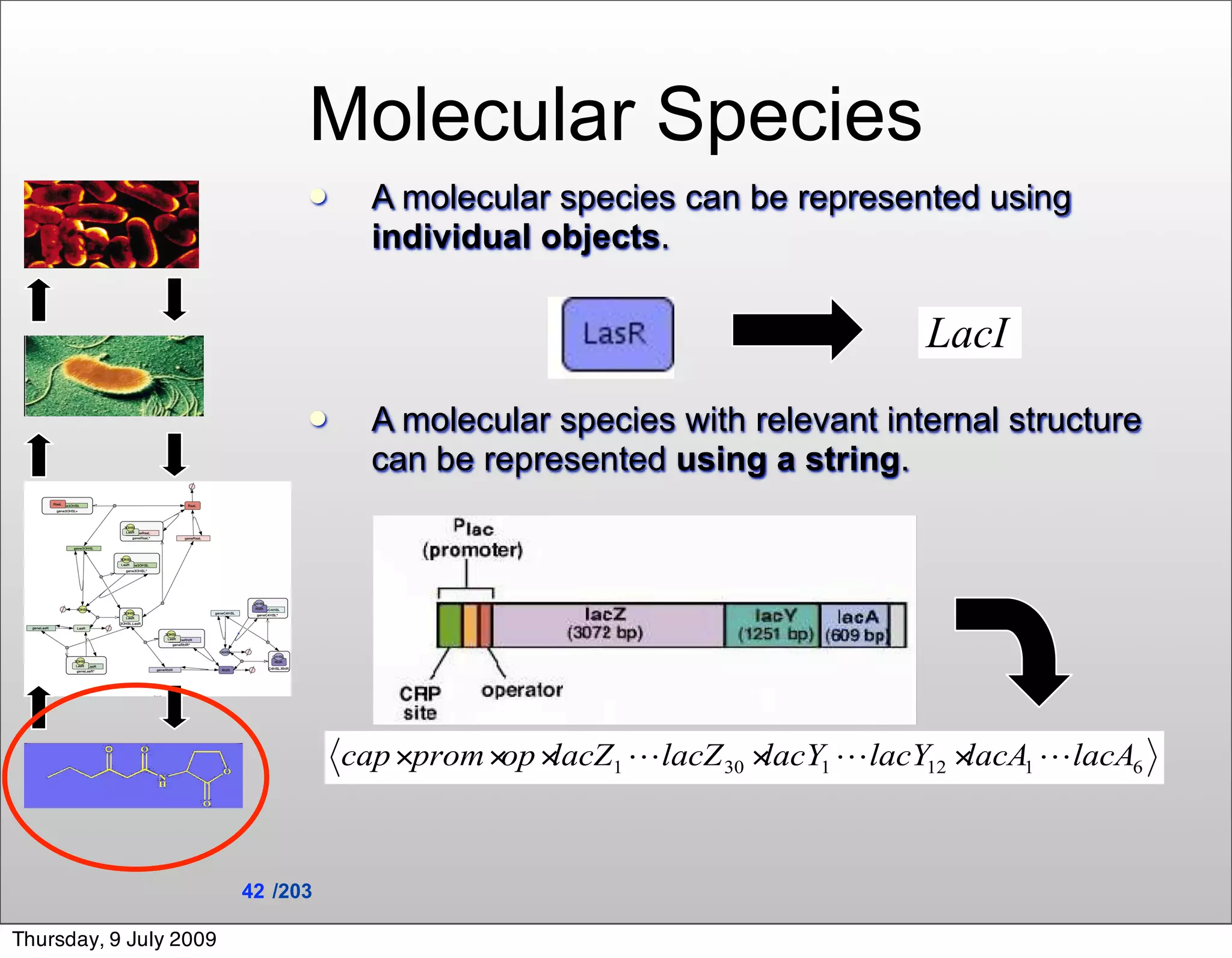 Molecular Species
                                 A molecular species can be represented using
                                  individual objects.




                                 A molecular species with relevant internal structure
                                  can be represented using a string.




                        42 /203

Thursday, 9 July 2009
 